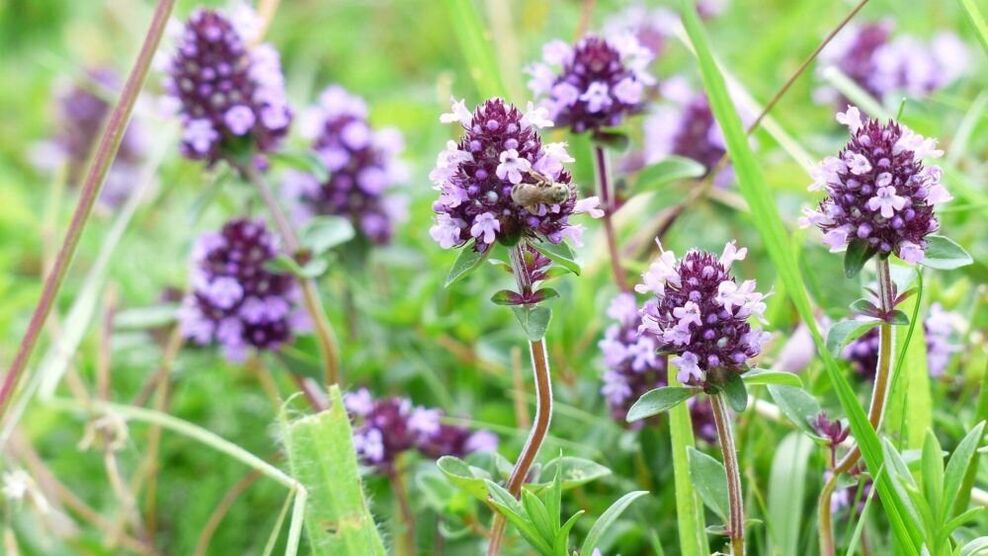 Пениспен кеңеюге арналған тимьян